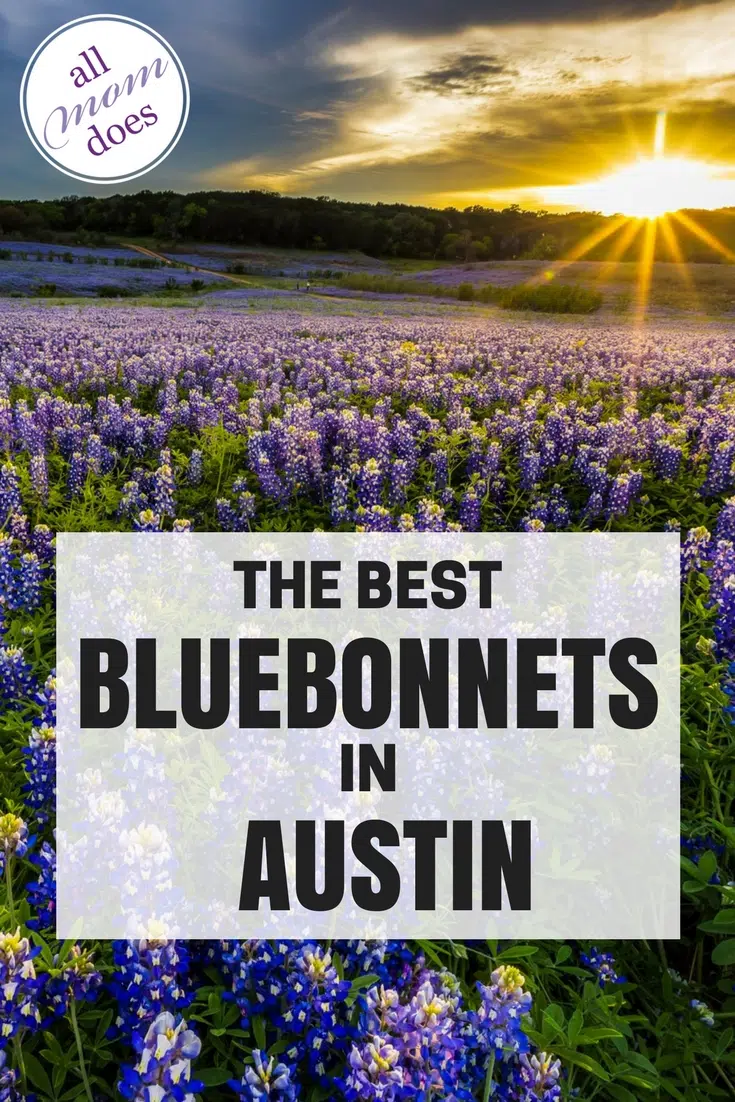 Visit the Bluebonnets in Austin - best places for viewing! #austin
