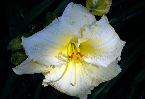Mrs. Alice Ryan nee McGrath, Green Street, Waterford