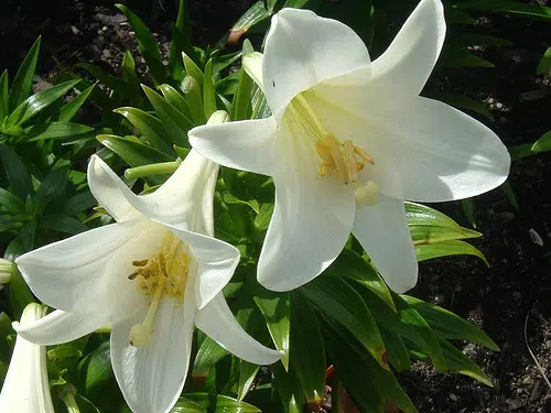 Maureen Foley nee Hennebry, The Hermitage, Abbeyside, Dungarvan