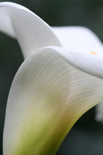 Paddy Dermot Clerkin, Elm Park , Tramore and formerly of 3 Rose Lawn Way, Castleknock Road, Dublin 15