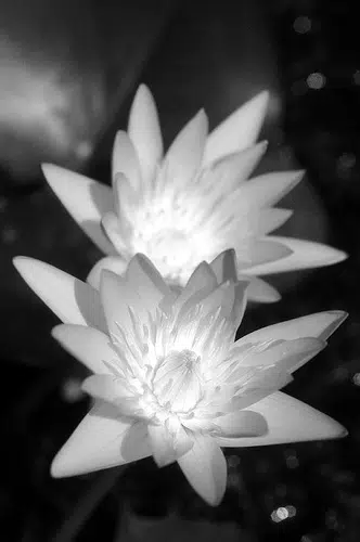 Breda Hodge, Morrisson's Avenue, formerly of Mendicity Lane, Waterford