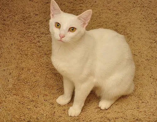 Lost: a cream cat