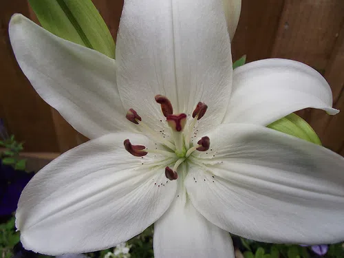 Michael Strain, Ballymacmague, Dungarvan