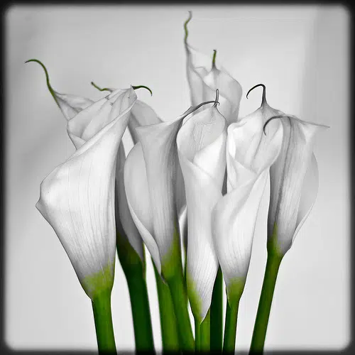  Joan Hogan, Dunabbey House, Dungarvan and formerly of Sheskin, Stradbally