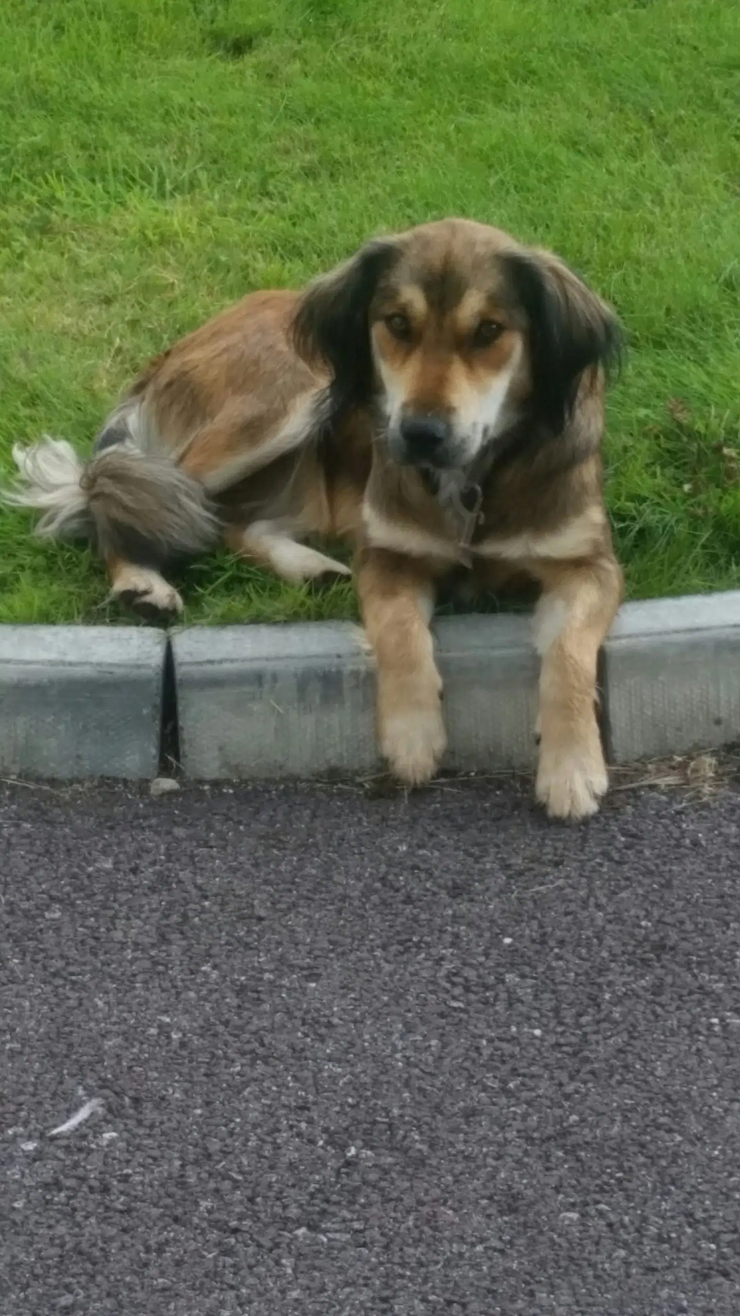 Found: a female brown medium size dog 