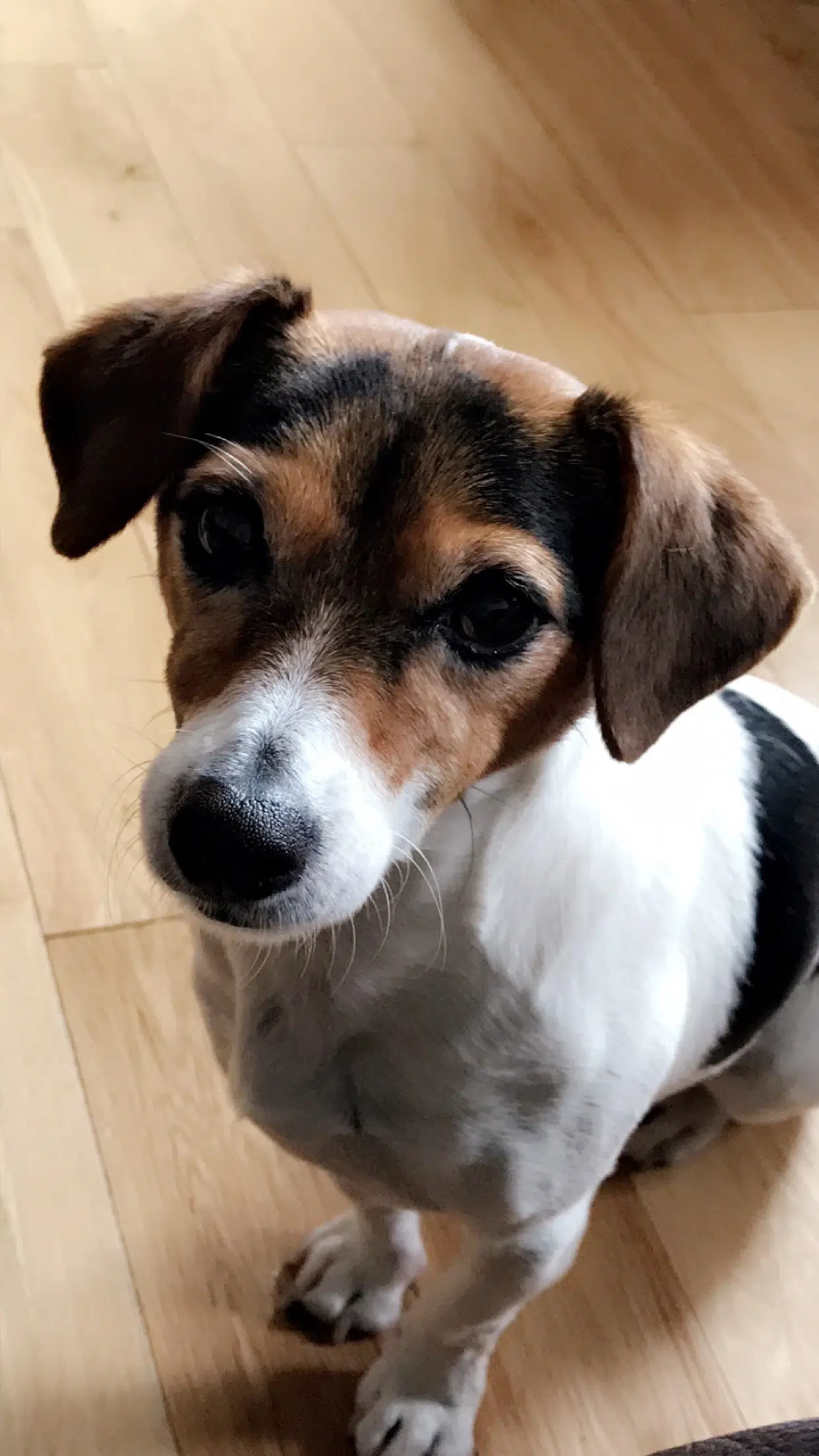 Lost: a 6 year old black/white and tan small jack Russell