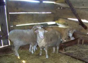 sheep-in-barn-lincoln-log-cabin