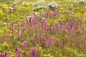 The Purple Loosestrife is one of the 10 invasive plants found in Saskatchewan. (Submitted)