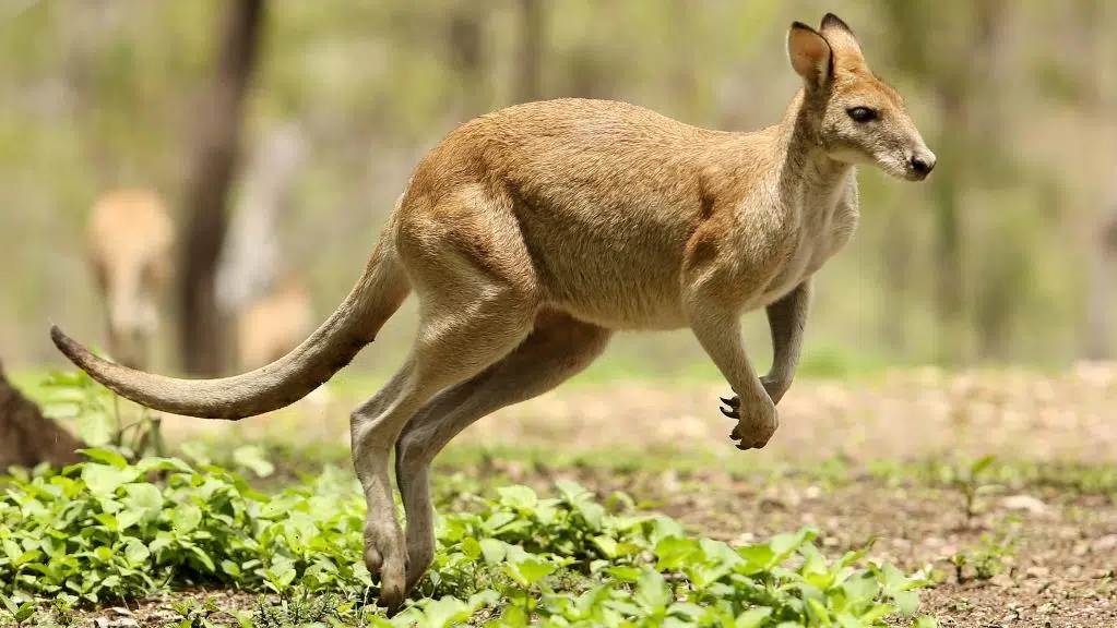 Tree-kangaroo - Wikipedia