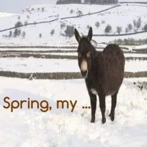 spring-donkey