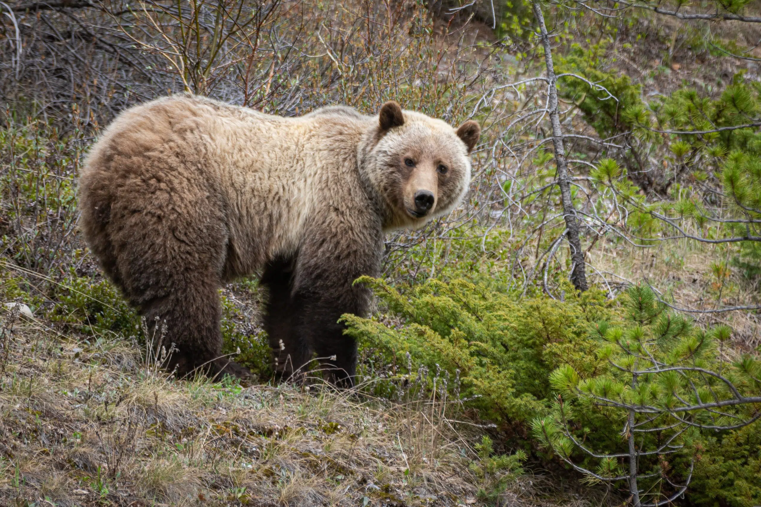 Kitimat RCMP advises residents to stay bear aware | Journey 106.3 FM ...