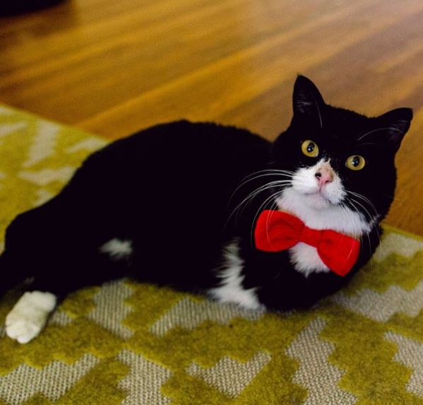 The Story of Rexie Roo ~ a Cat with Two legs and a Heart so True! - Vimarsana News