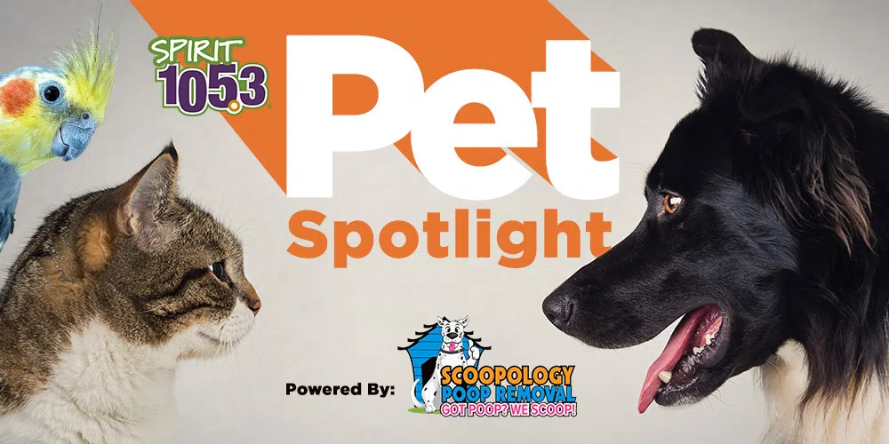 Pet Spotlight SPIRIT 105.3