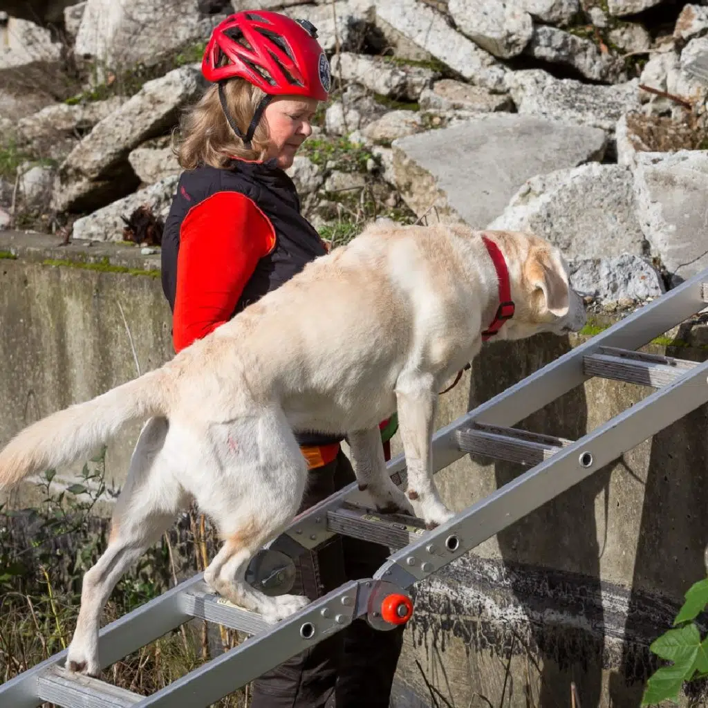 Meet Hero Dog Trainer Suzanne Elshult from Edmonds! SPIRIT 105.3