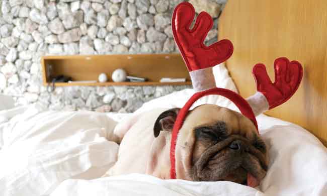 Create a Pet-Friendly Home This Holiday Season - Vimarsana News