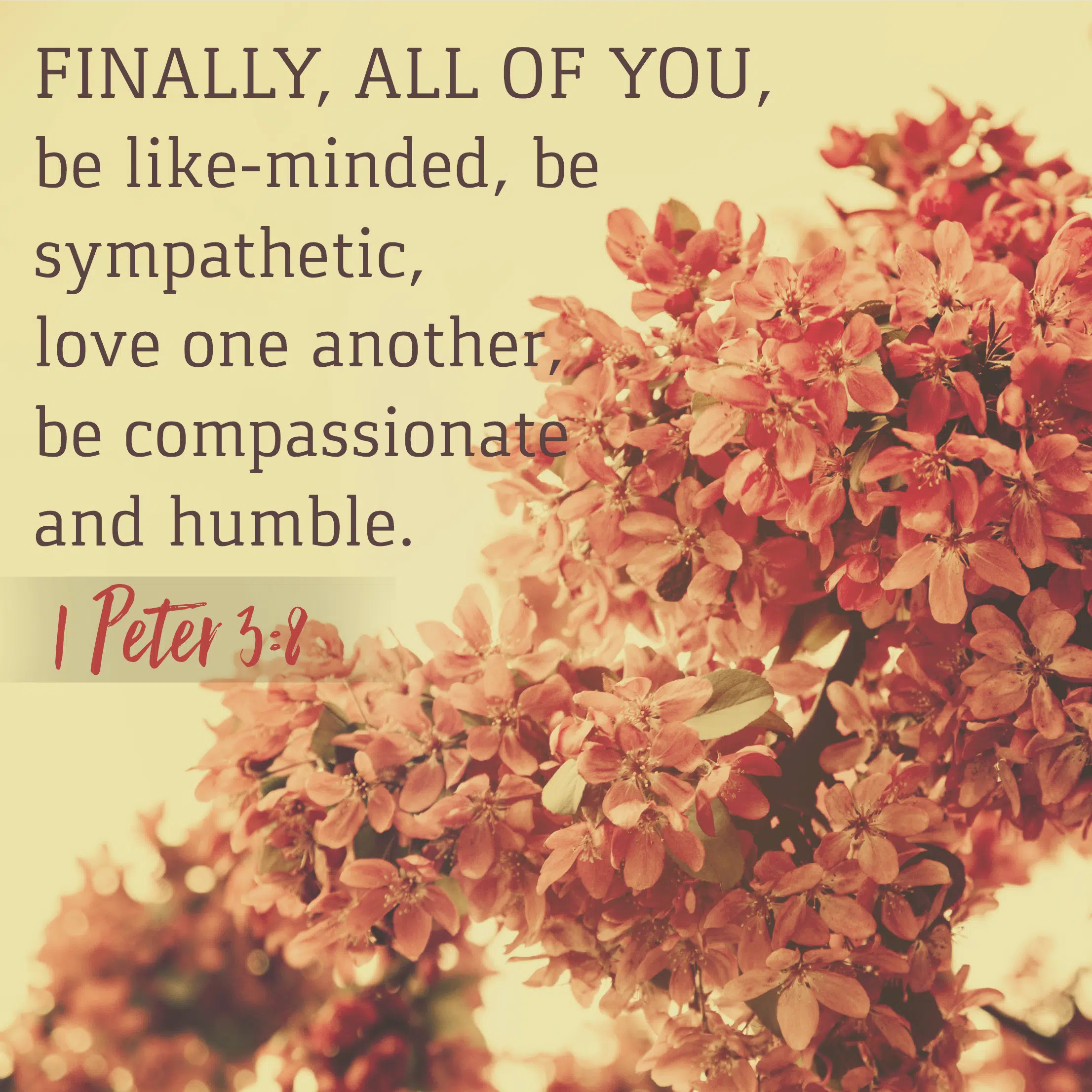 1 Peter 3 8 KCIS 630 1-peter-3-8-kcis-630