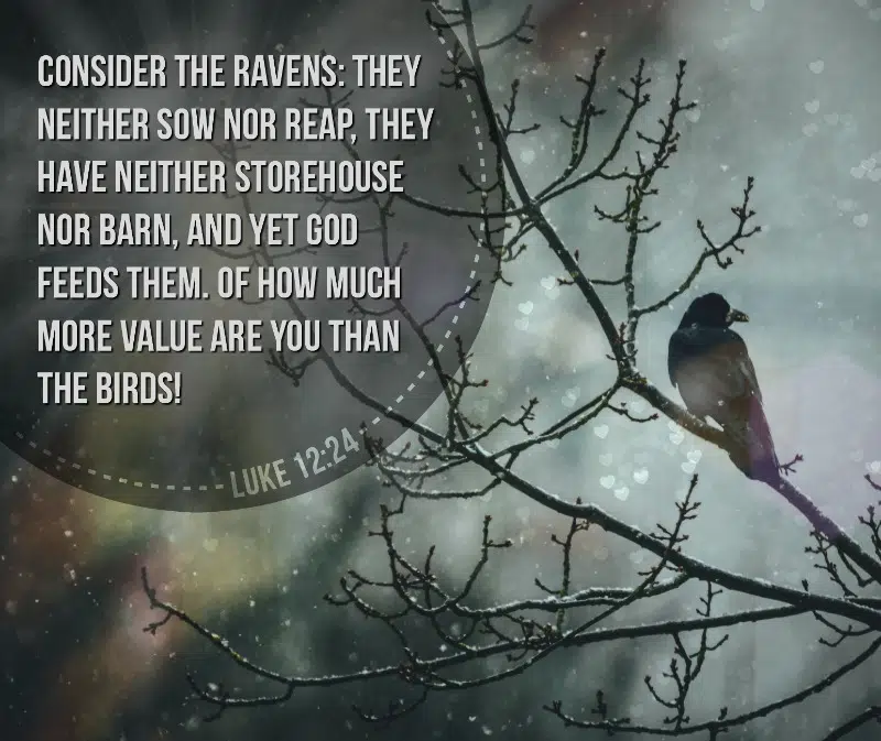 Luke 12:24 - Consider the Ravens