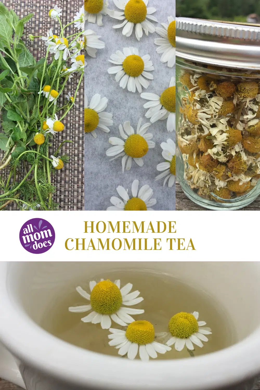 Homemade chamomile tea tutorial. Chamomile tea recipe from real flowers.
