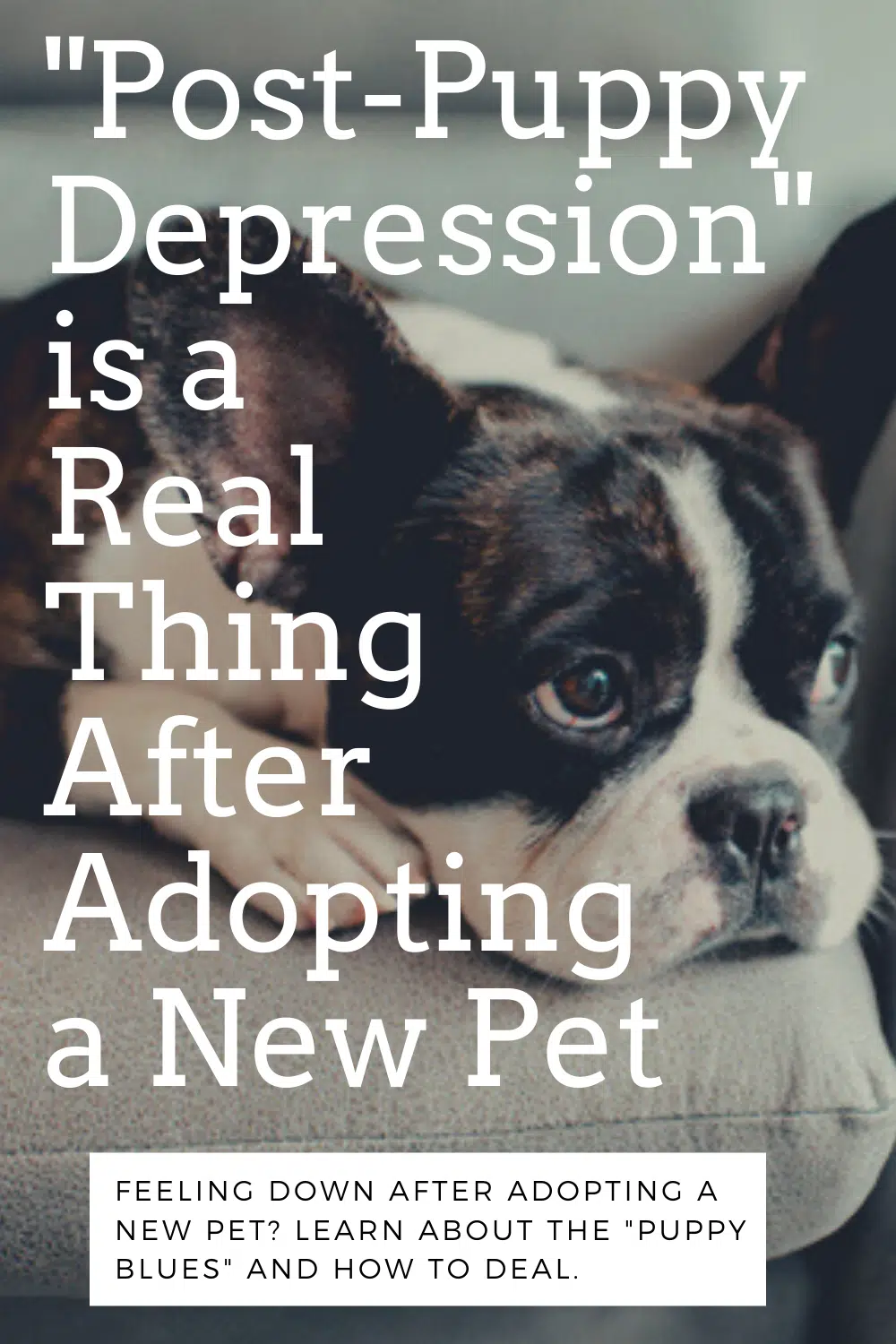 Post puppy depression symptoms, the puppy blues, depression after adopting a dog
