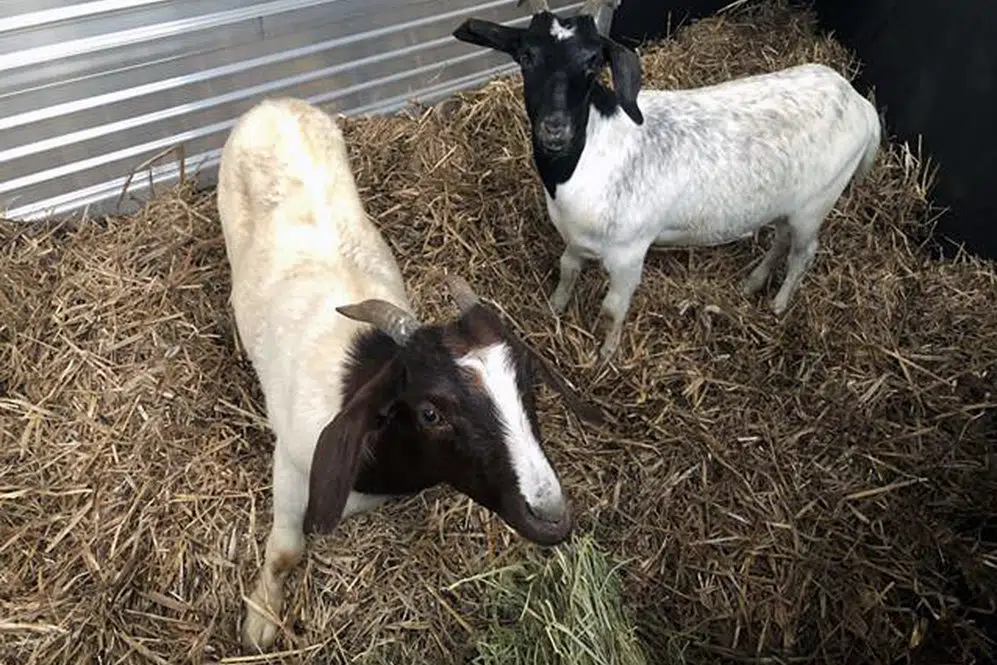 NYC Goats Now at Watkins Glen Farm Sanctuary | Finger ...