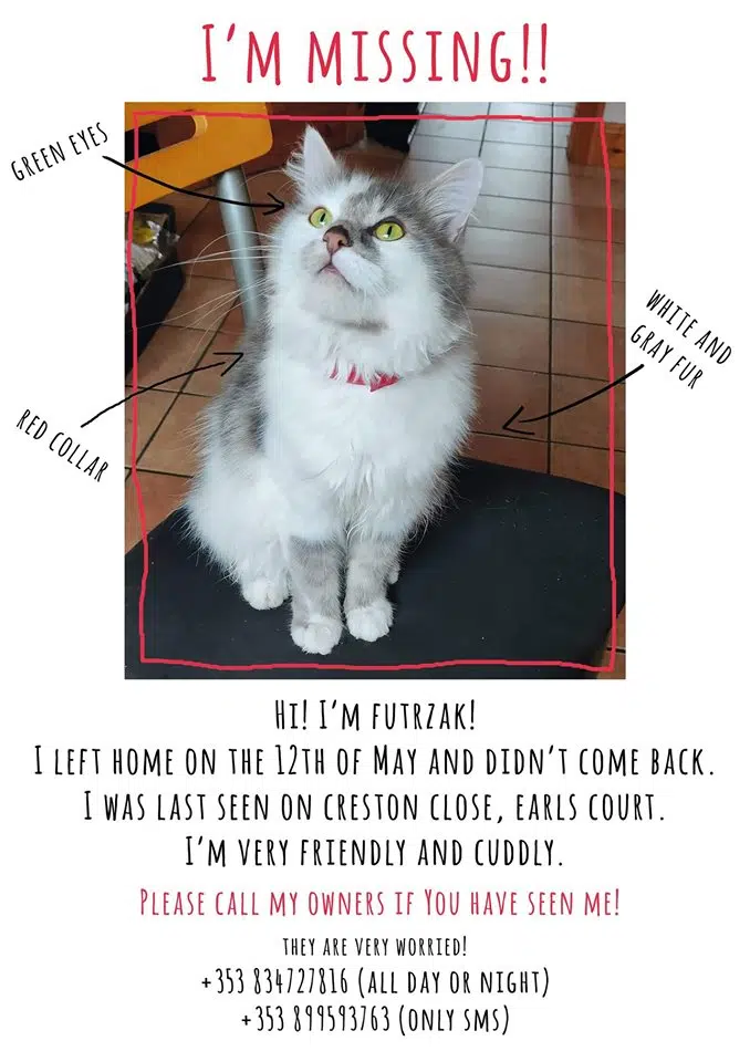 missing grey and white cat