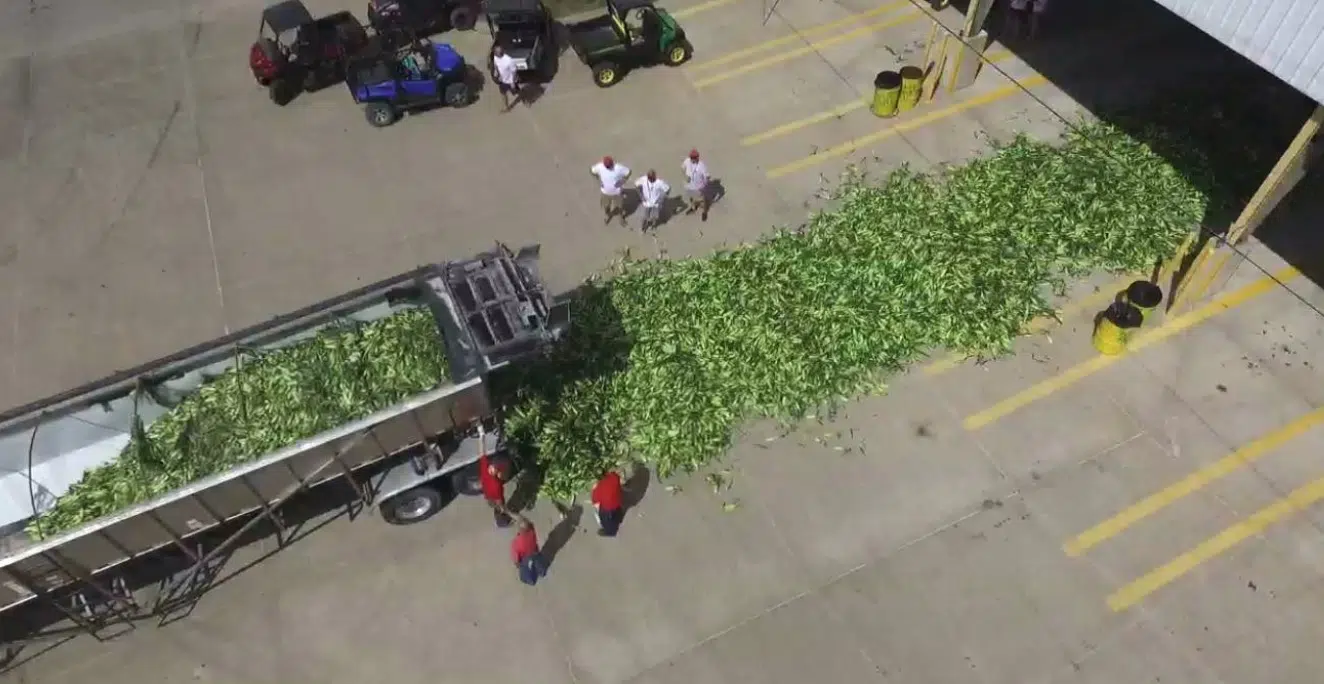 Shuck Fest in West Point, Iowa The New Mix 107.3 KGRS