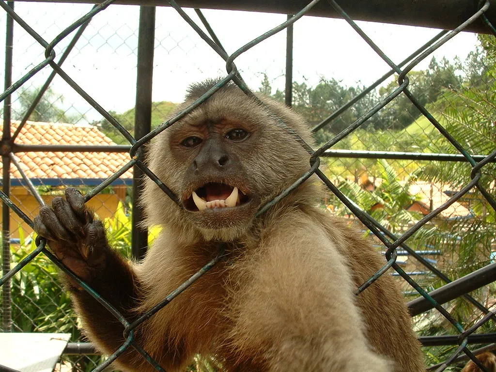 When Animals ATTACK! Monkey Throws Poop at Annoying Kids [VIDEO] 105.