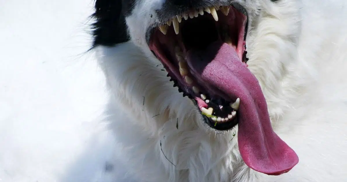 Meet The Dog With The Guinness Record For ‘worlds Longest Tongue