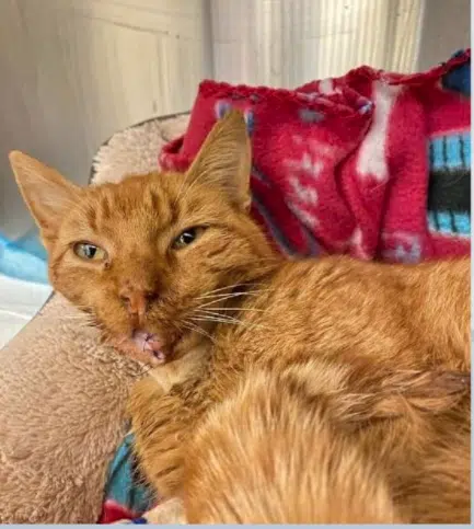 Cat Shot In The Face In Winnebago County Razor 94 7 104 7 The Cutting Edge Of Rock