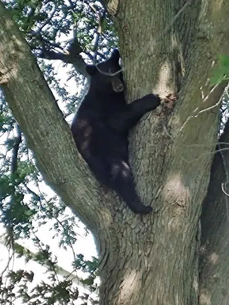 Bear spotted in Winneconne and Omro area | Razor 94.7 104.7 - The ...