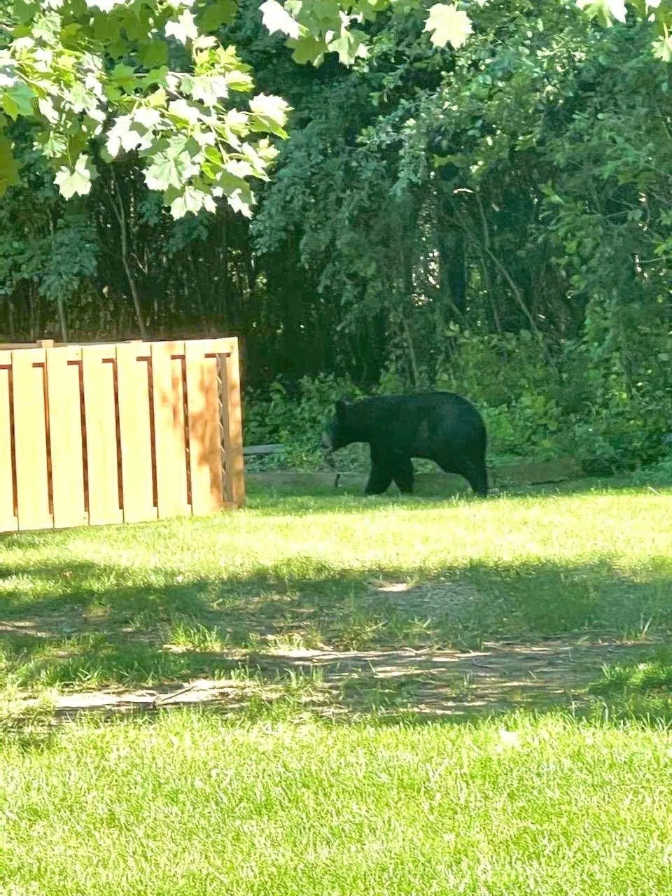 More bear sightings in the area Razor 94.7 104.7 The Cutting Edge