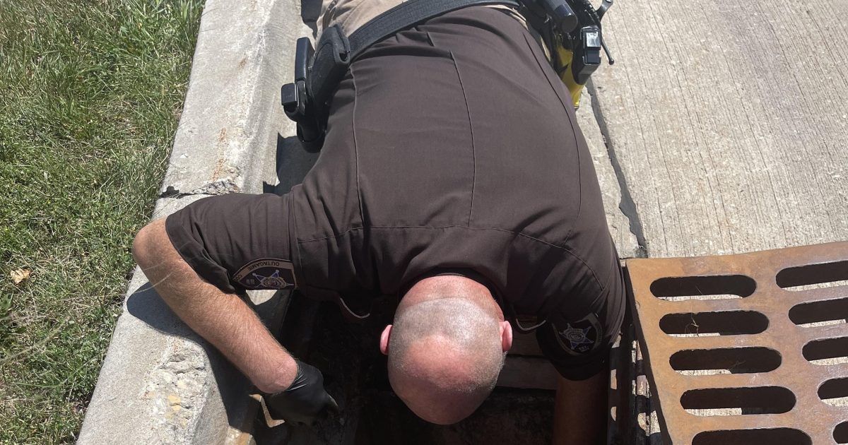 Outagamie County deputies rescue ducklings, eagle - Vimarsana News