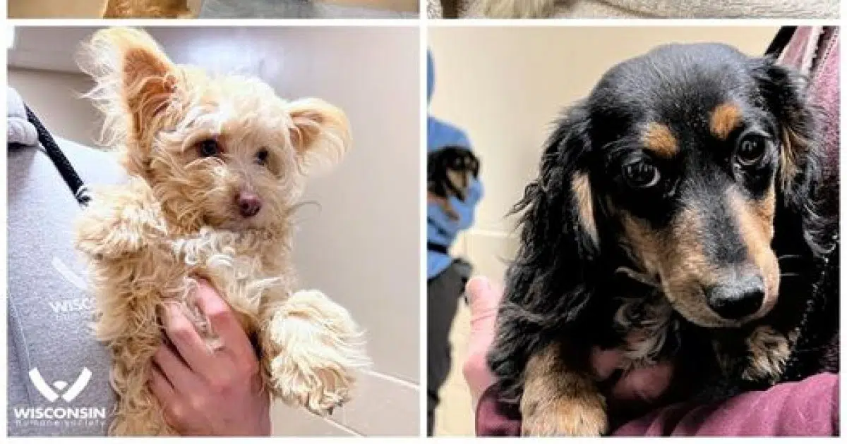 Wisconsin Humane Society brings in dogs from Missouri breeding