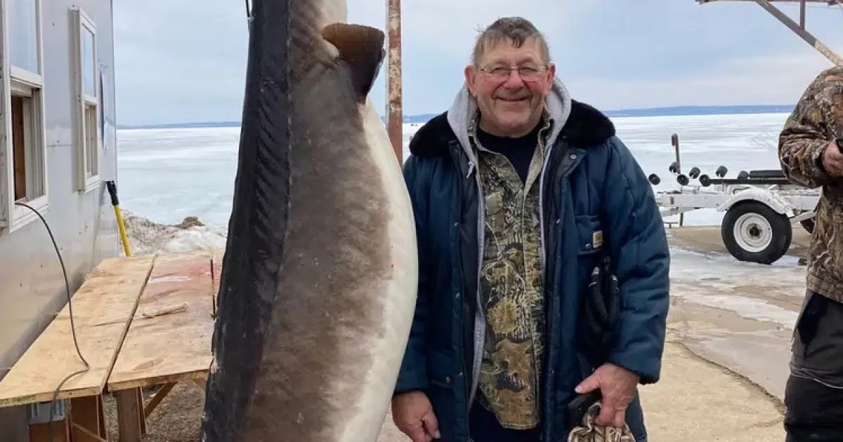 Monster sturgeon speared on Lake Winnebago | 105.7 WAPL | Wisconsin's ...