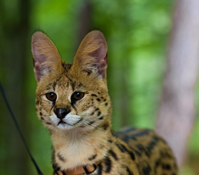 Is That A Cat!? Check Out This Exotic Cat Captured Roaming The Streets Of Halifax! - Vimarsana News