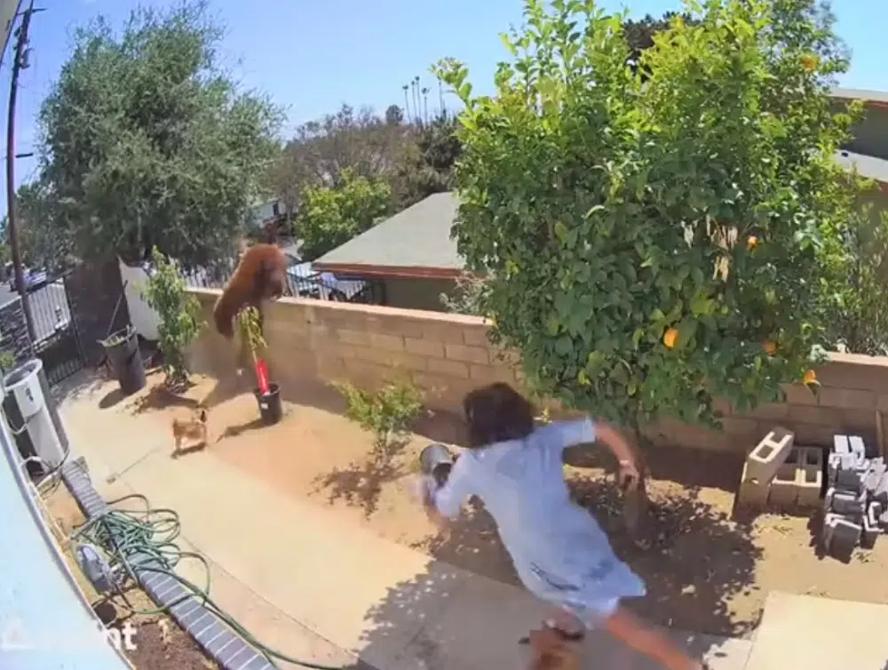 Woman shoves bear to save dogs Kelowna's 1031 Beach Radio