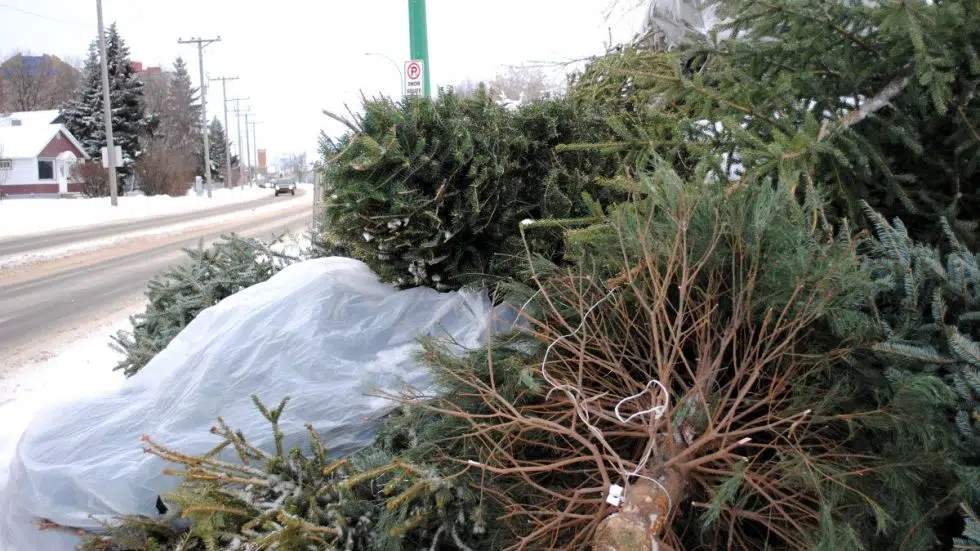 Free Christmas tree drop off open to the public paNOW