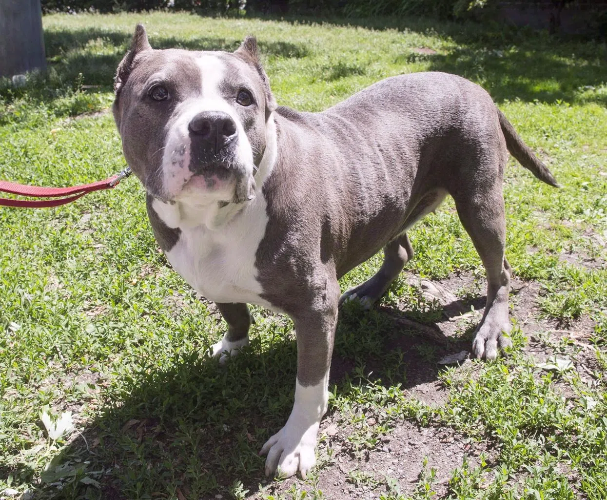 Montreal seeks citizen input on animal control after revoking pit bull ...