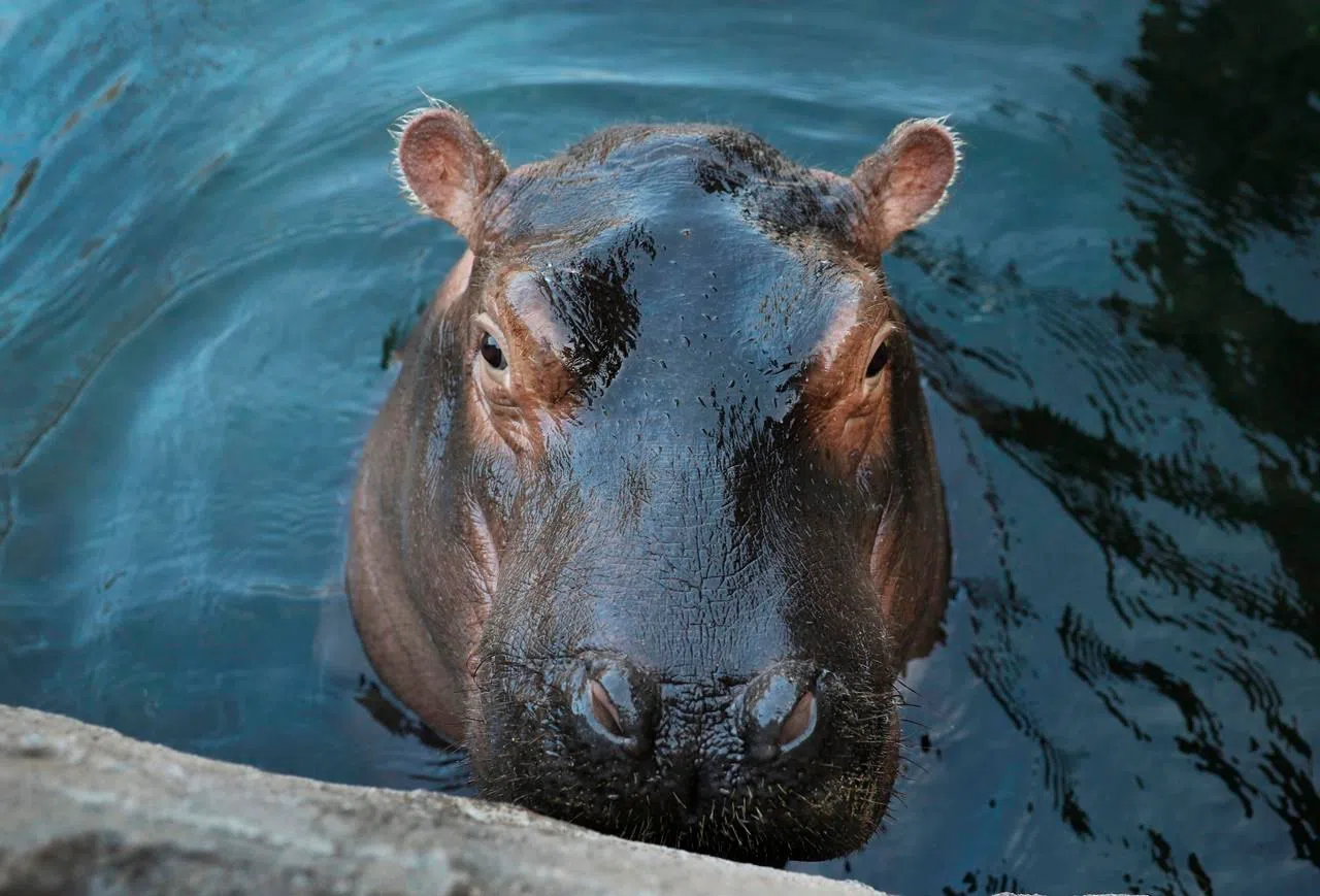 Merchandise featuring Fiona the hippo brings in big bucks | paNOW