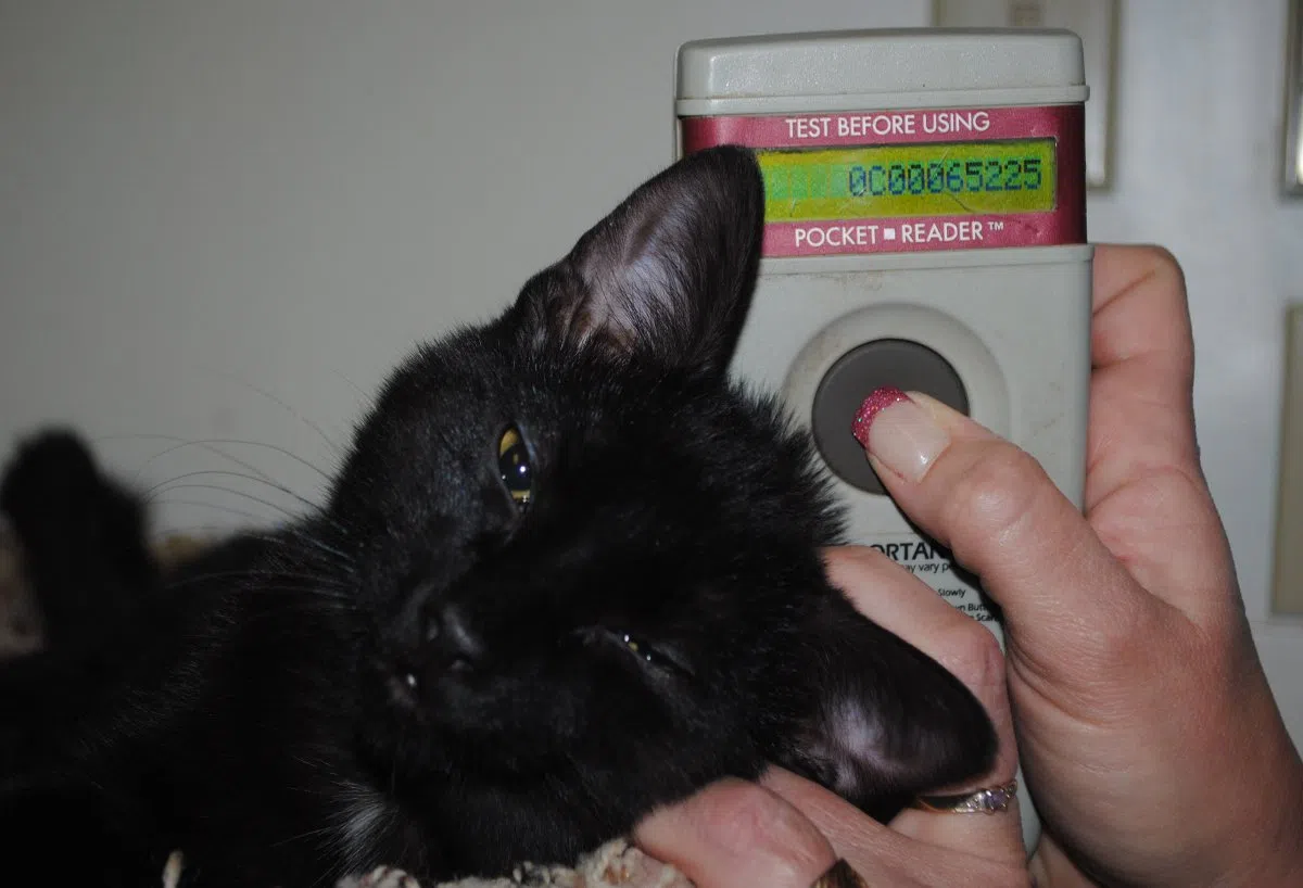 Microchip implants help SPCA ID pets paNOW