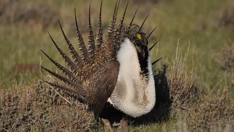 Saskatchewan Facing Calls To Better Protect Wildlife Habitats 