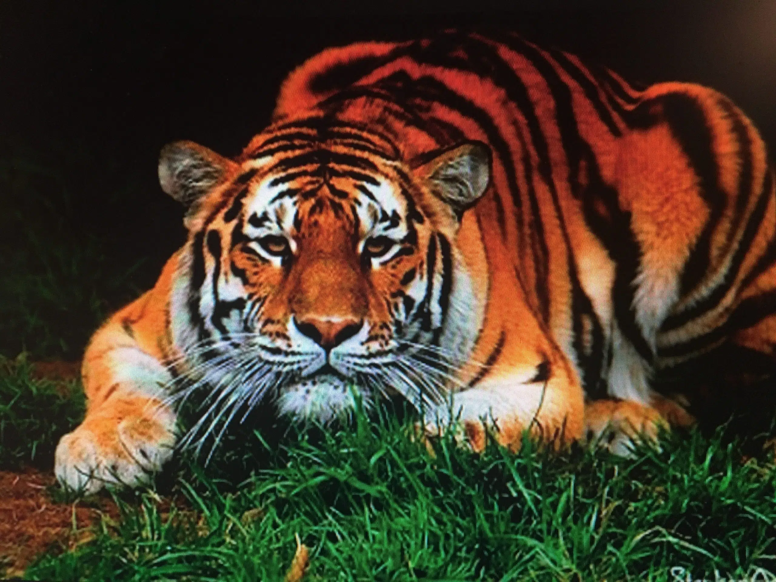 OLNEY TIGER HOOPS TONIGHT WSEI Freedom 92.9 FM The Best Country in