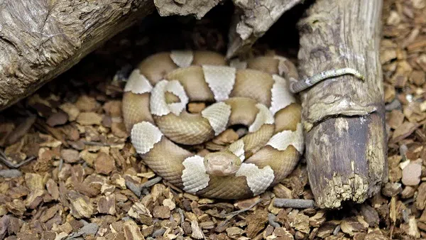 Wildlife Officials Warn People About Baby Copperhead Season Wtlo 1480 Am 97 7 Fm Classic Hits