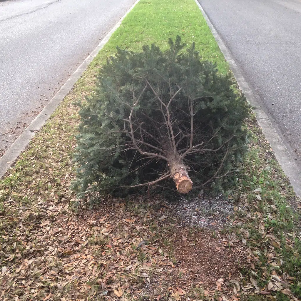 Belleville’s Christmas Tree Collection Schedule 91X FM CJLX