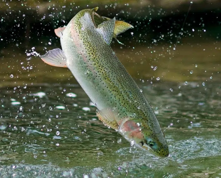 Thompson river steelhead teeter on the brink of extinction Radio NL