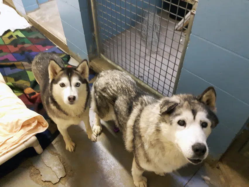 Nearly twodozen neglected huskies surrendered by owner east of
