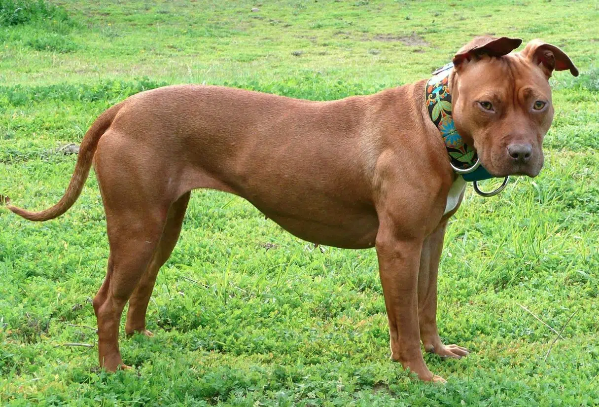 dog breeds that look like pit bulls