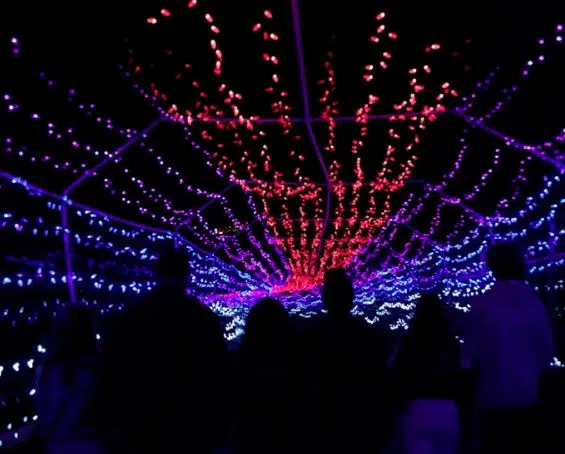 Wildlights returning to BC Wildlife Park this Friday after COVID-19 ...