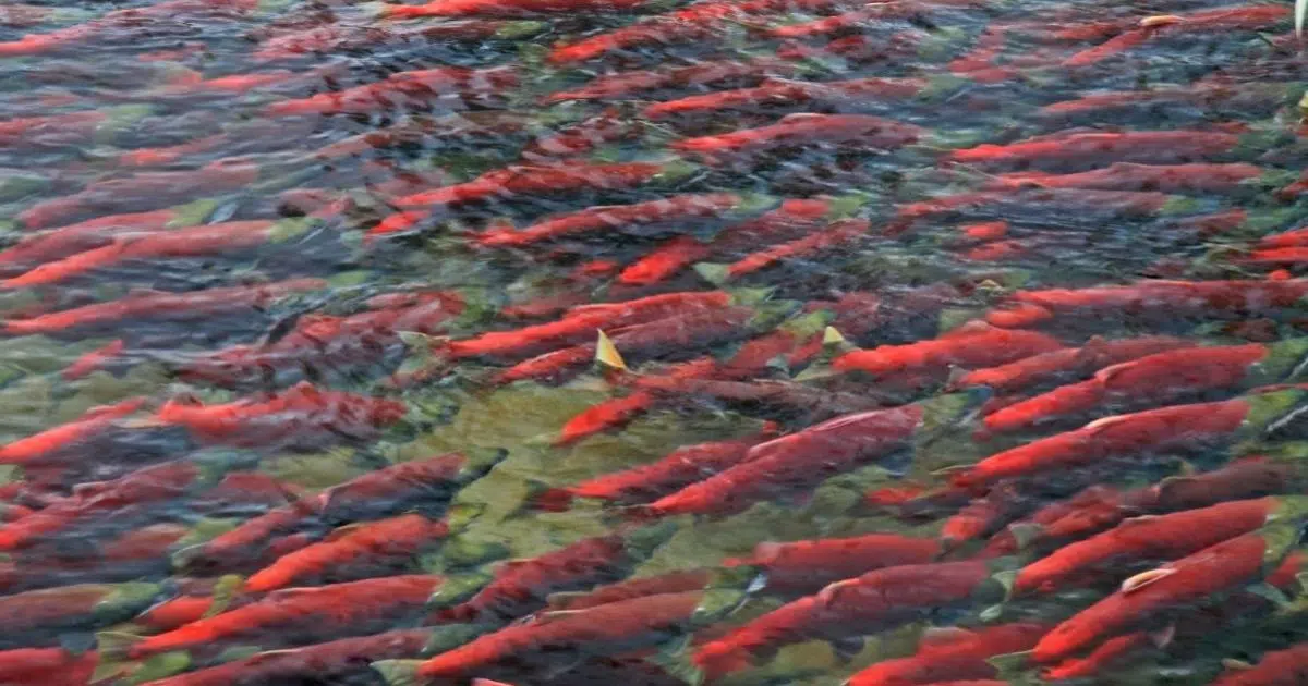 Final preparations underway for Adams River Salute to the Sockeye ...