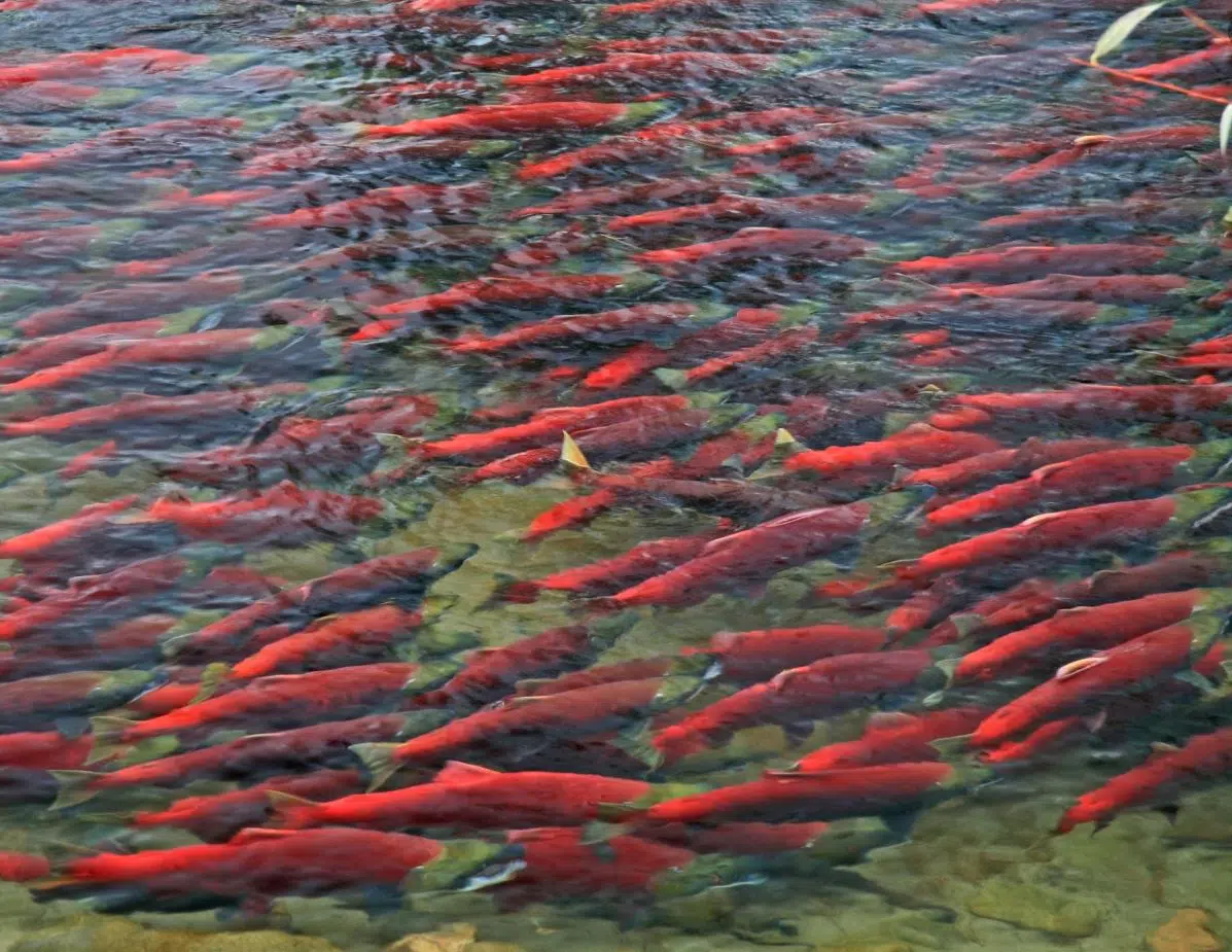Salmon survival initiatives launched in BC Interior amid severe drought conditions